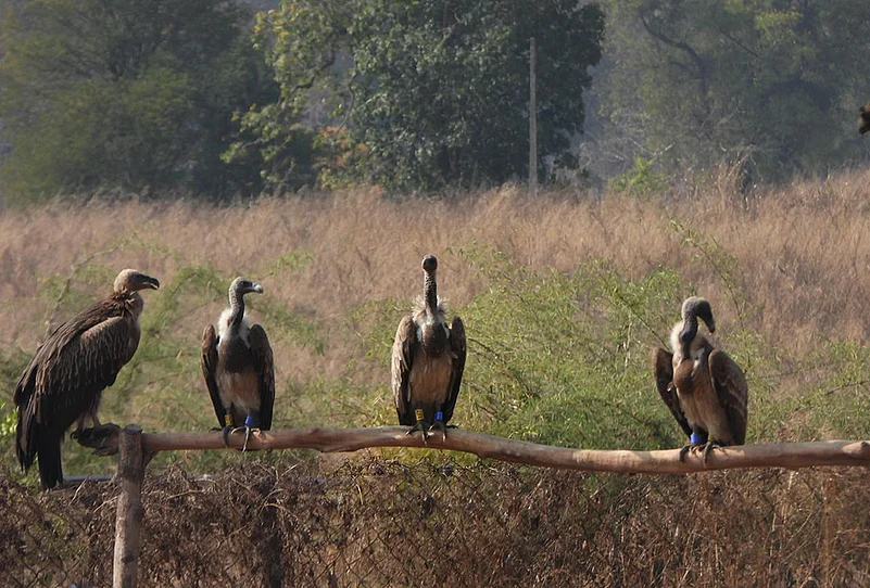 BNHS-released Vulture reaches Ranthambhore