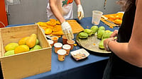 Diaspora Members New Yorkers Savour Indian Mango Varieties At Special Event | Photo: PTI/Yoshita Singh : Diaspora Members New Yorkers Savour Indian Mango Varieties At Special Event