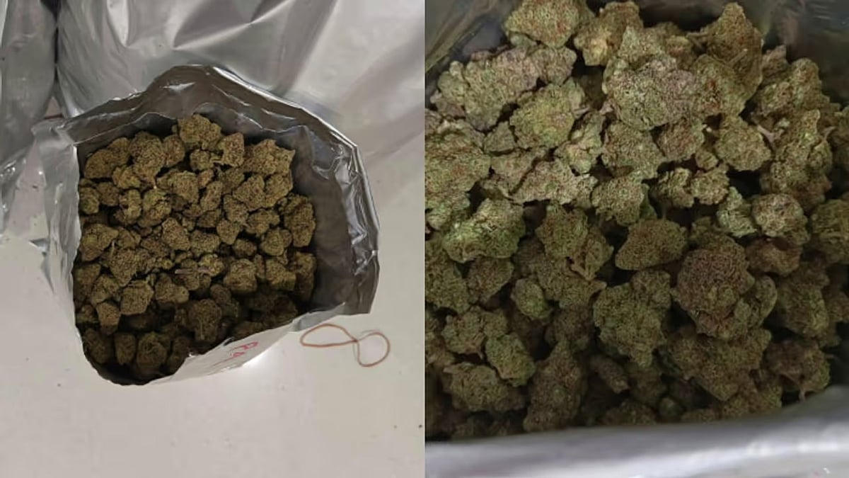 Hybrid Ganja Worth Rs 17 Cr Seized in Kerala, One Held  - null