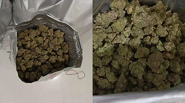 Hybrid Ganja Worth Rs 17 Cr Seized in Kerala, One Held