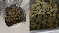 Hybrid Ganja Worth Rs 17 Cr Seized in Kerala, One Held Hybrid Ganja Worth Rs 17 Cr Seized in Kerala, One Held