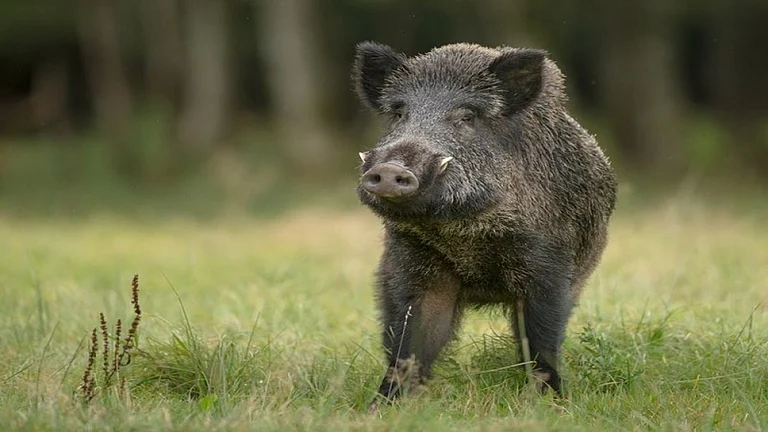 Kerala To Again Urge Centre To Declare Wild Boar As 'Vermin': Minister John - null