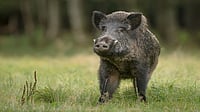 Kerala To Again Urge Centre To Declare Wild Boar As 'Vermin': Minister John 