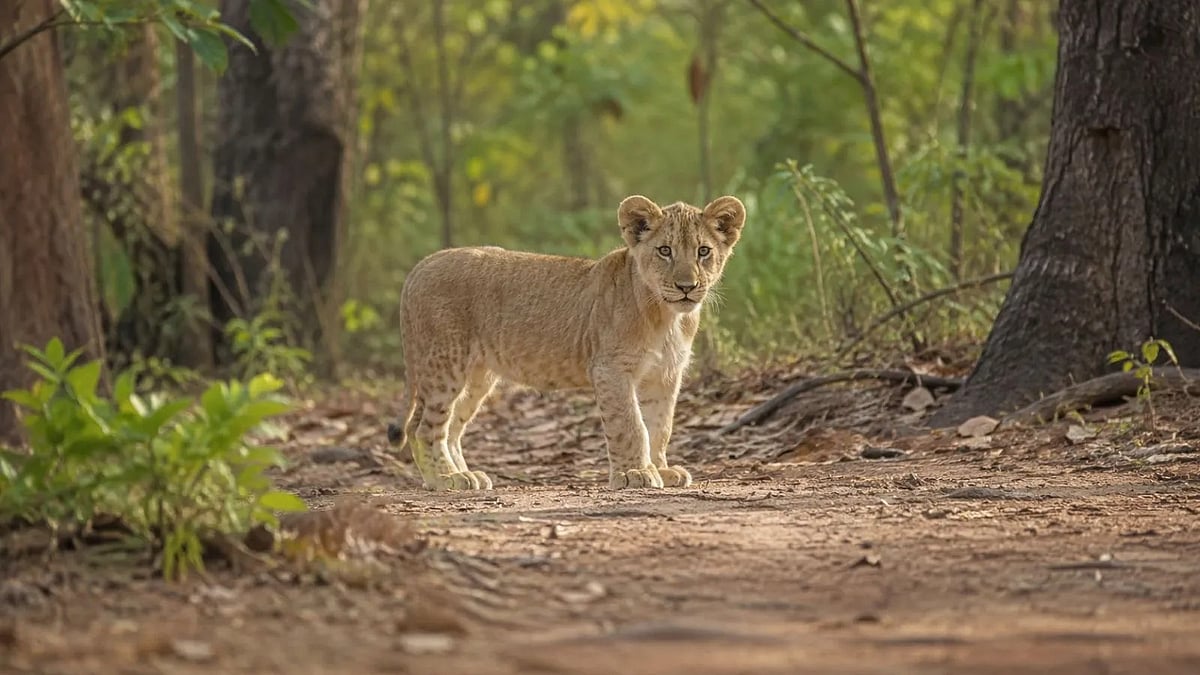 Man Held for Killing Lion Cub in Gujarat's Junagadh - null