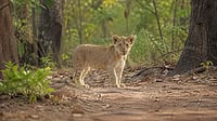Man Held for Killing Lion Cub in Gujarat's Junagadh Man Held for Killing Lion Cub in Gujarat's Junagadh