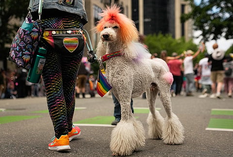Skywalker, a 7-year-old standard poodle, displays rainbow fur during the Pride Parade in Seattle, Sunday, June 28, 2026. 