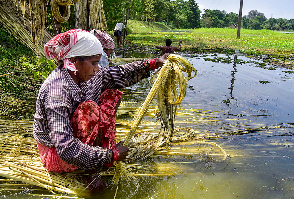Jute processing in Assams Nagaon