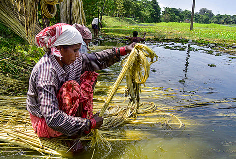 Workers strip fibres from harvested jute stems during processing, in Nagaon district, Assam.