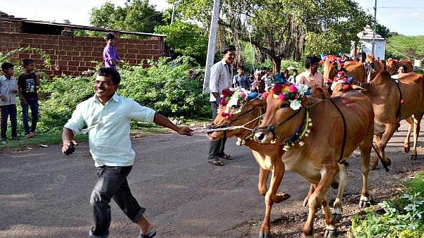 8 Injured in Clash During Kara Hunnime Bull Procession in Karnataka's Haveri - null