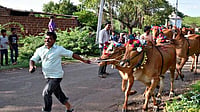 8 Injured in Clash During Kara Hunnime Bull Procession in Karnataka's Haveri