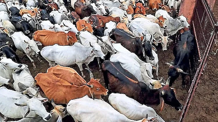 Tamil Nadu Govt Moves SC Against Madras HC Order Banning Cow Slaughter