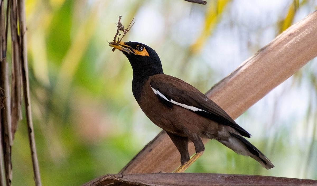 Assam Duo Launches Digital Bird Repository With Avian Identification Guide - null