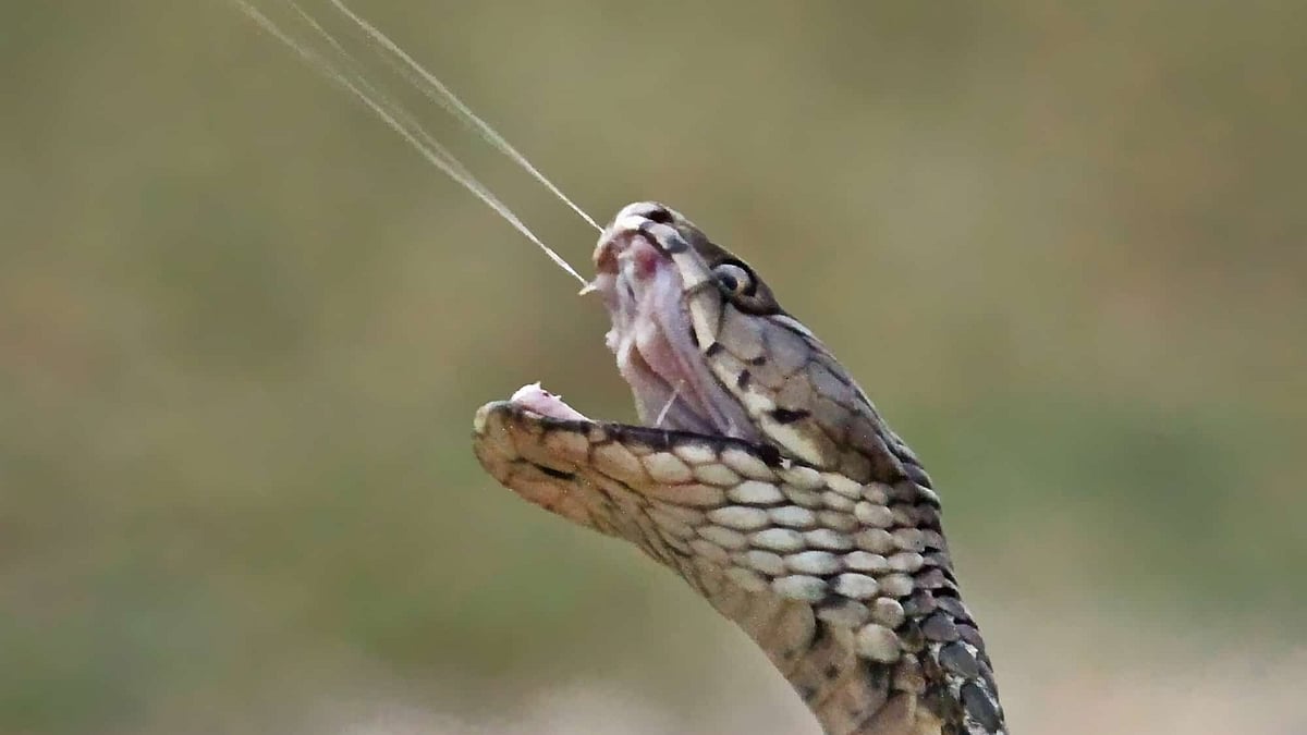 Maharashtra to Examine Regional Venom Bank Proposal - null