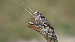 Maharashtra to Examine Regional Venom Bank Proposal - null