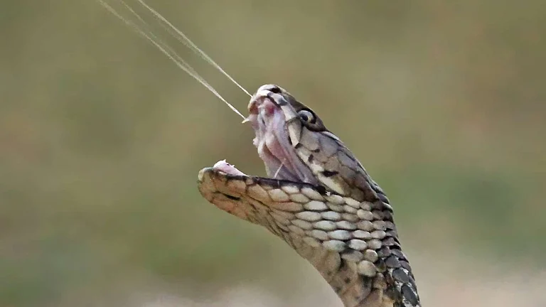 Maharashtra to Examine Regional Venom Bank Proposal - null