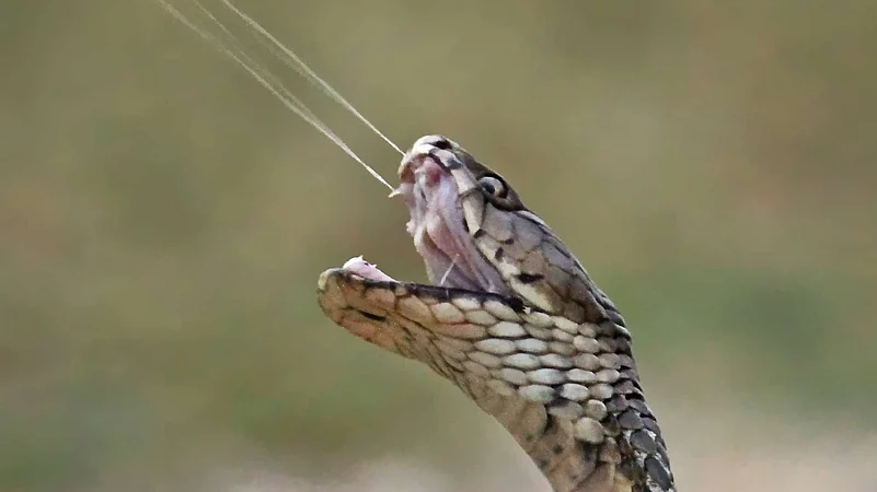 Maharashtra to Examine Regional Venom Bank Proposal