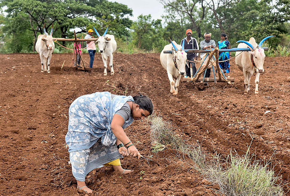 Agriculture: Farmers work on a field at Karad