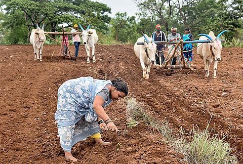 A farmer tilling the soil with a hand tool as others plough their fields using bullocks at Karad, in Satara district, Maharashtra.