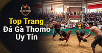 Gợi ý 5 Trang đá gà trực tiếp Thomo uy tín nhất tại Việt Nam