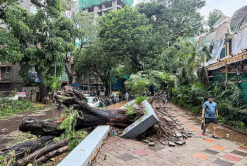 An uprooted tree lies on a road after heavy rainfall and strong winds, at Dadar, in Mumbai, Maharashtra. IMD issued a 'red' alert for Mumbai, Thane and Raigad districts, forecasting heavy to very heavy rainfall and appealed to people to avoid unnecessary travel. 