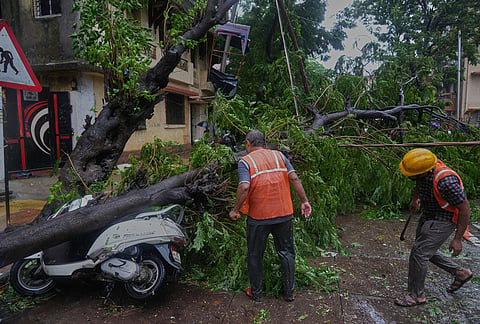 Workers clear a tree after it fell on a street during monsoon rains in Mumbai, India, Sunday, July 5, 2026.