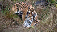 Tigress Known for Straying into Human Habitats Captured, Released in Pench Reserve