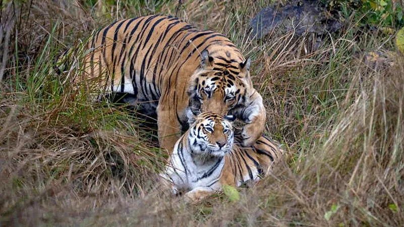 Tigress Known for Straying into Human Habitats Captured, Released in Pench Reserve