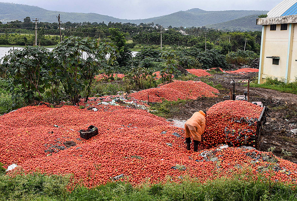 Weather: Damaged tomatoes due to rain in Chikkamagaluru
Weather: Rain in Chikkamagaluru