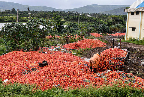 A worker discards damaged and rain-soaked tomatoes at the APMC market, in Chikkamagaluru, Karnataka, Wednesday, July 8, 2026. 