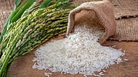 MP Police Allege Plan to Divert FCI Rice, Substitute Cheaper Grain for Ethanol Production, Probe Underway Rice