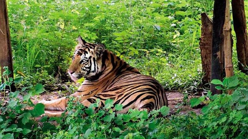 Tiger Deaths: HC Seeks Report on MP Reserves, Steps to Curb Canine Distemper Virus 'Outbreak' - null