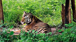 Tiger Deaths: HC Seeks Report on MP Reserves, Steps to Curb Canine Distemper Virus 'Outbreak'