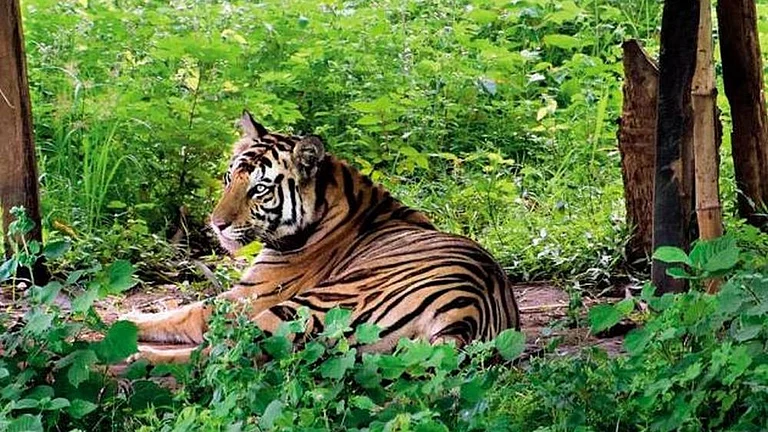 Tiger Deaths: HC Seeks Report on MP Reserves, Steps to Curb Canine Distemper Virus 'Outbreak' - null