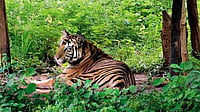 Tiger Deaths: HC Seeks Report on MP Reserves, Steps to Curb Canine Distemper Virus 'Outbreak'