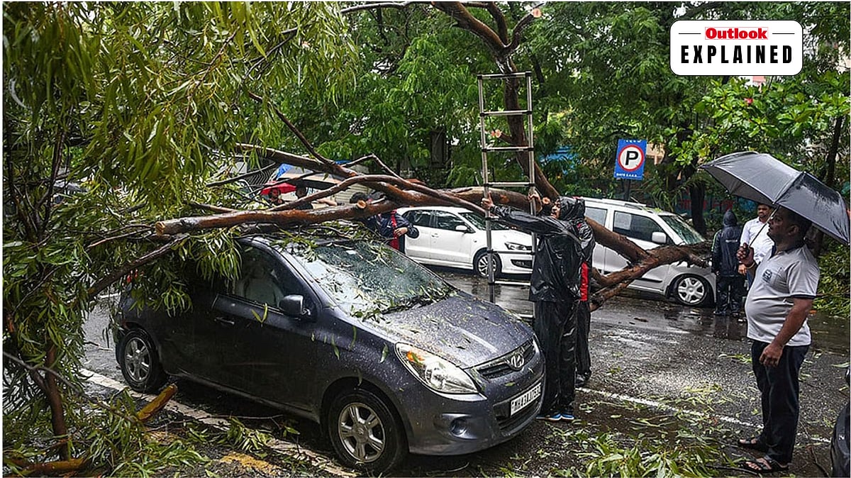 Why Mumbai's Trees Keep Falling Every Monsoon: Can The Next Collapse Be Prevented? - PTI