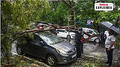 Why Mumbai's Trees Keep Falling Every Monsoon: Can The Next Collapse Be Prevented? - PTI