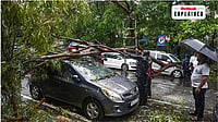 PTI : Why Mumbai's Trees Keep Falling Every Monsoon: Can The Next Collapse Be Prevented?