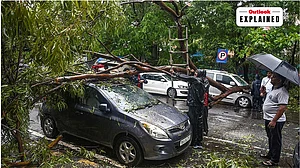 PTI : Why Mumbais Trees Keep Falling Every Monsoon: Can The Next Collapse Be Prevented?