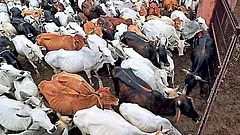 SC Declines Plea Seeking Enforcement of Anti-Slaughter Laws to Protect Cows - null