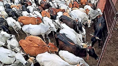 SC Declines Plea Seeking Enforcement of Anti-Slaughter Laws to Protect Cows