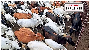Tamil Nadu Cow Slaughter Case Explained: Why SC Stayed Madras HC Order