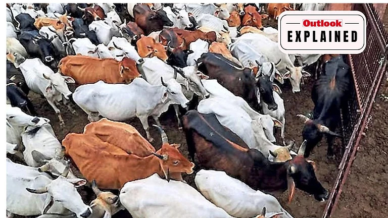 Tamil Nadu Cow Slaughter Case - null