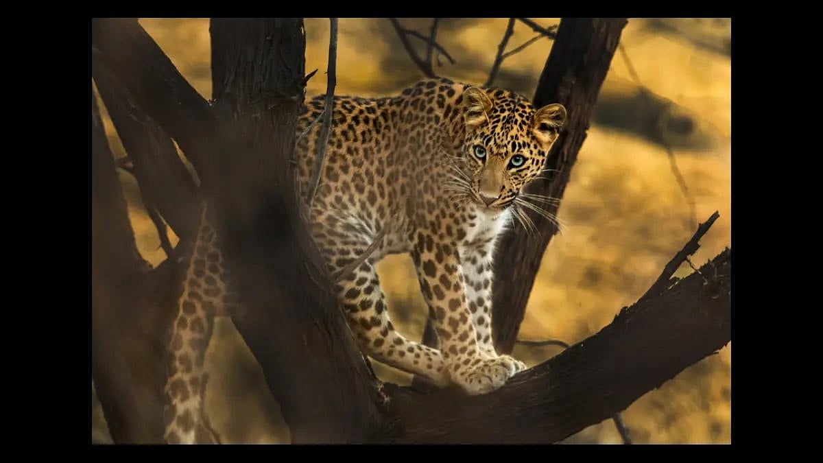 Two Leopards Rescued near Rajasthan's Ranthambore Tiger Reserve - null