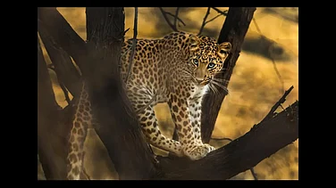 Two Leopards Rescued Near Rajasthan's Ranthambore Tiger Reserve