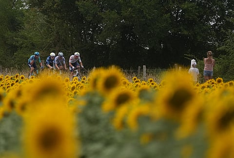 Riders in a breakaway pedal past a field of sunflowers during the twelfth stage of the Tour de France cycling race with start in Circuit Nevers Magny-Cours and finish in Chalon-sur-Saone, France, Thursday, July 16, 2026.