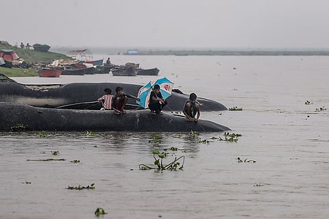 Children catch fish after a rise in the water level of Ganga river, in Prayagraj.