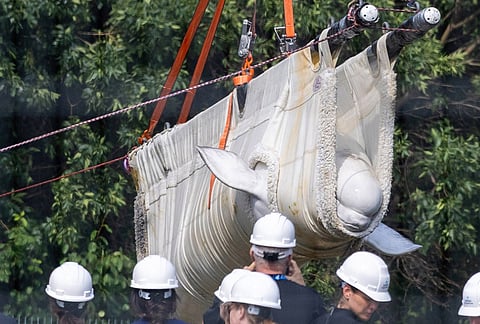 Beluga whale "Sierra" is transported by a group of experts from Marineland and several U.S. aquariums onto a truck at Marineland in Niagara Falls, Ontario.