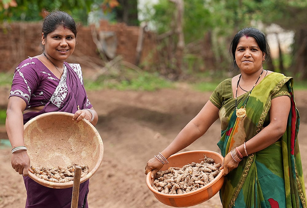 Turmeric cultivation in Chhattisgarh