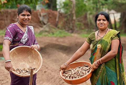 Women farmers show turmeric at a farm as part of turmeric cultivation, at Nagari, in Dhamtari district, Chhattisgarh. 
