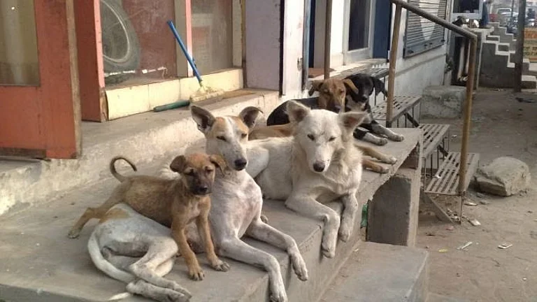 HC Seeks Comprehensive Report from Delhi Govt, MCD on Steps Taken in Stray Dogs Issue - null